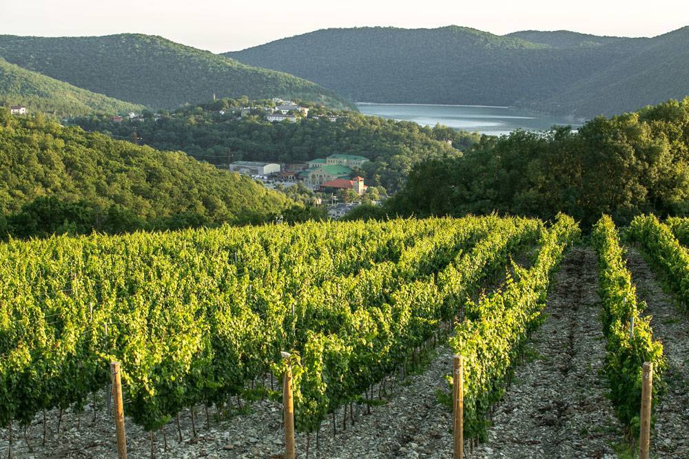 Абрау-дюрсо: экскурсия на завод шампанских вин в 2021 году, как доехать и официальный сайт