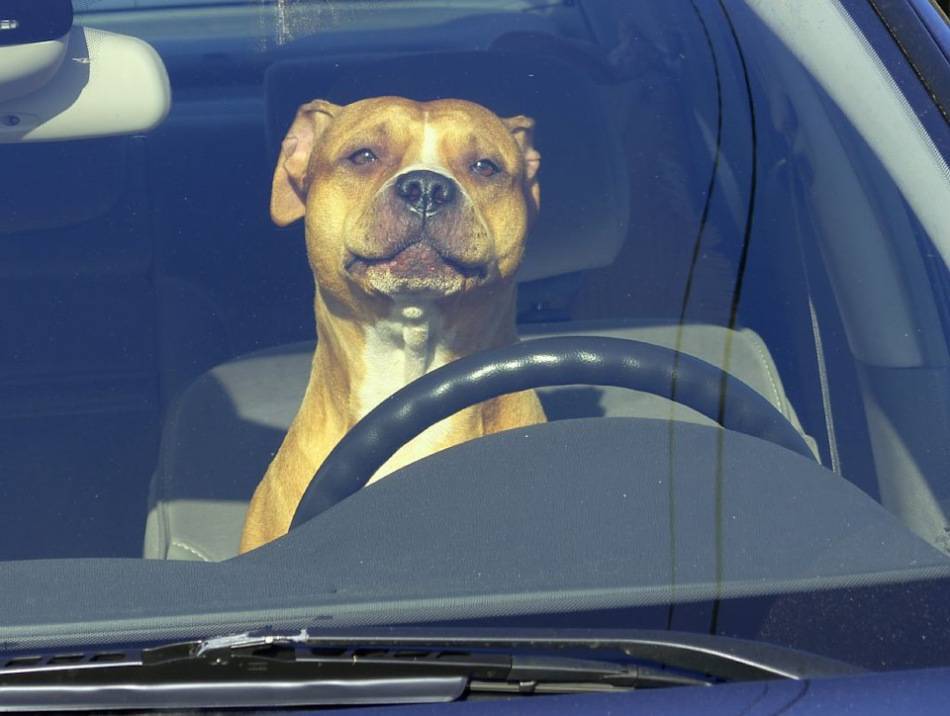 Куда поехать на машине по россии с собакой?