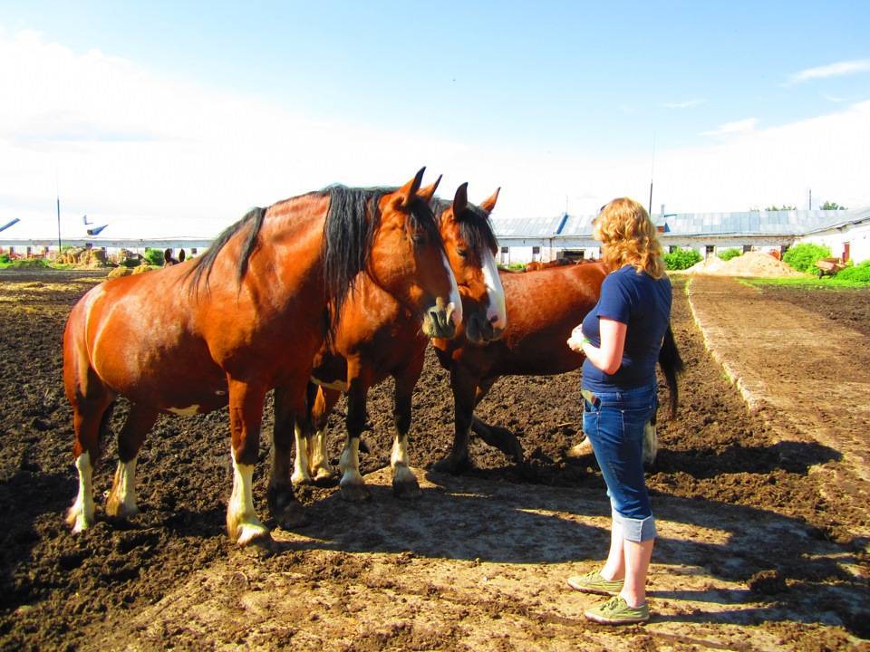 Порода лошадей владимирский тяжеловоз — фото и описание, характеристика, условия содержания, перспективы разведения. | cельхозпортал