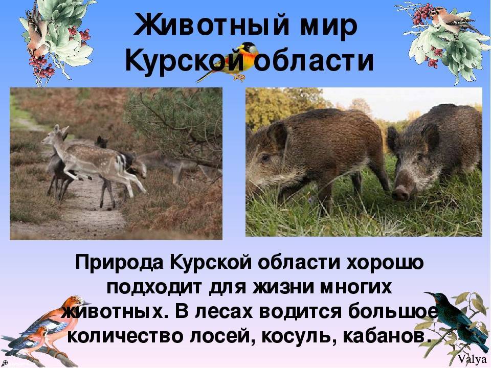 Животные курской области — список, краткое описание и фотографии