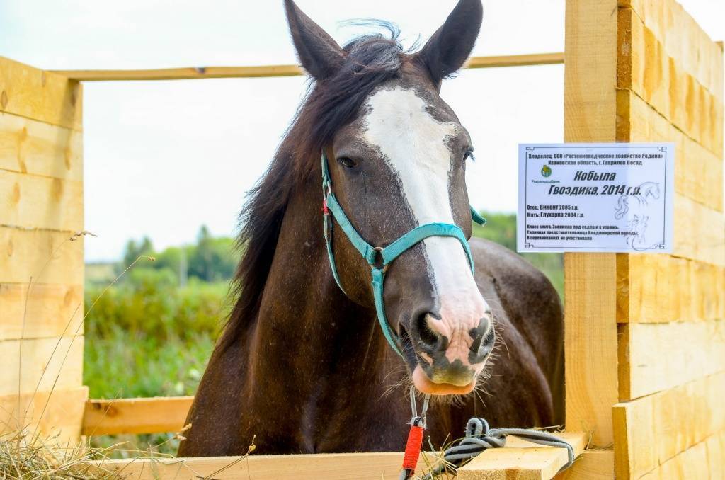 Порода лошадей – владимирский тяжеловоз: особенности, уход, содержание и разведение