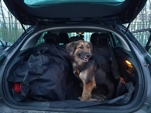 Куда поехать отдыхать на юг россии на машине с собакой?