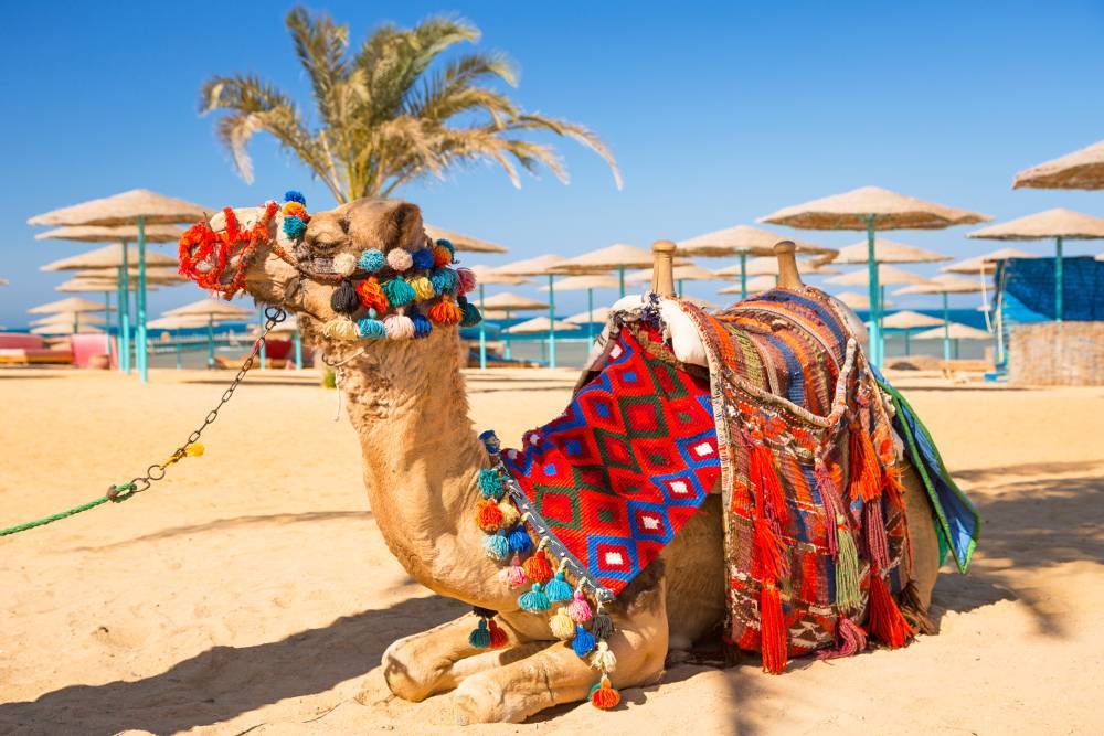Можно ли сейчас ехать в тунис на отдых из-за коронавируса? - туристический блог ласус