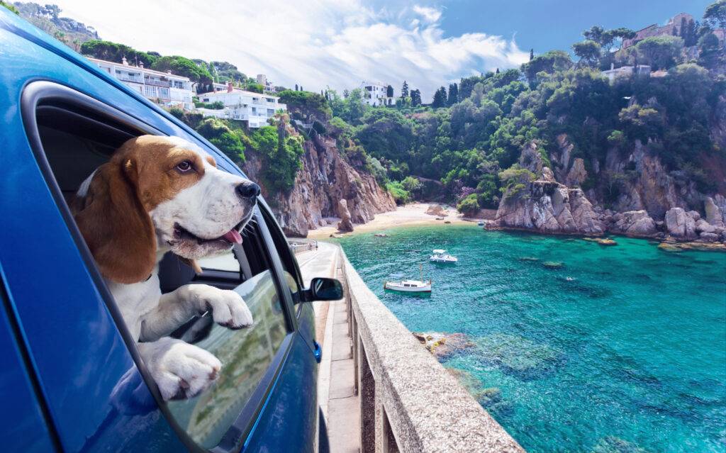 Куда поехать отдыхать на юг россии на машине с собакой? - туристический блог ласус