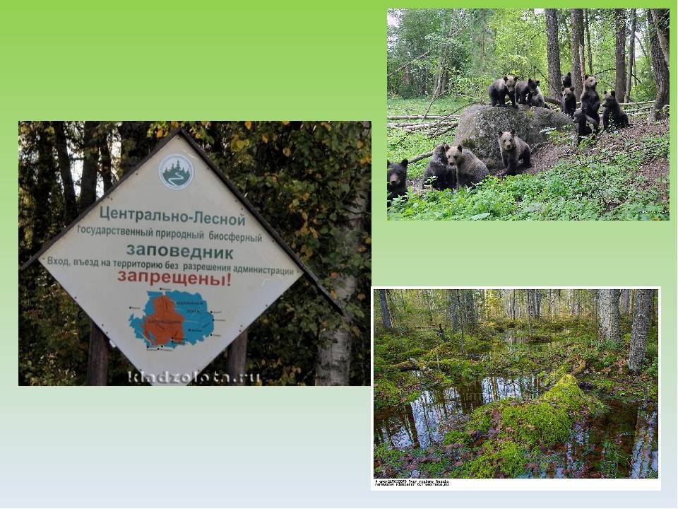 Заповедник брянский лес: животные и растения, где находится, карта, грибы, птицы, фото