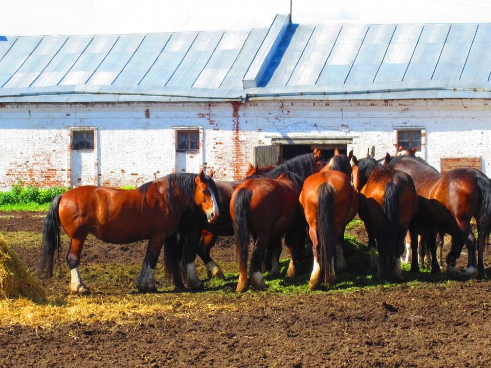 Владимирская порода лошадей: описание и характеристика коней-тяжеловозов
