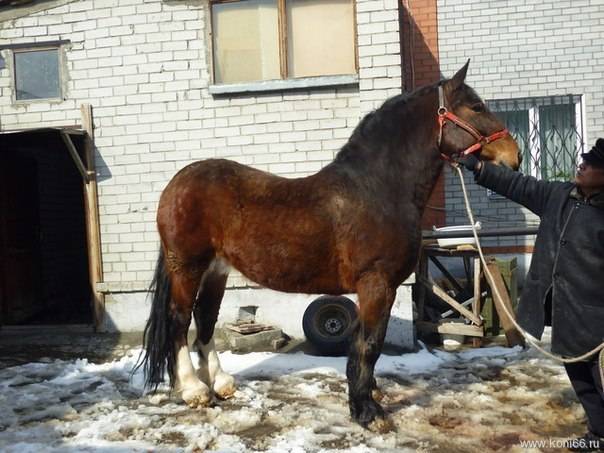 Владимирский тяжеловоз порода лошадей: сколько стоит тяжеловозный конь, продажа