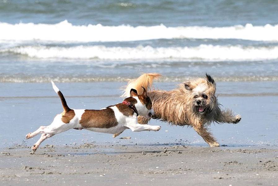Как отдыхать на море с собакой: проживание в гостиницах и частном секторе
