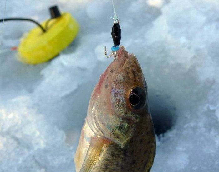 Рыбалка на безмотылку зимой:  выбор снастей и приманки, техника ловли