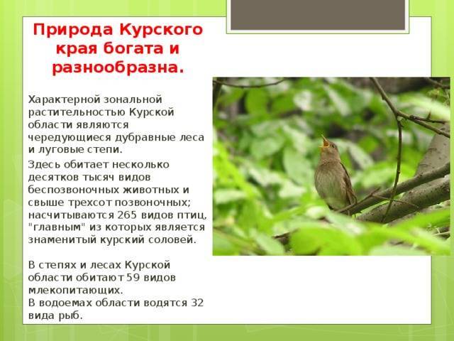 Презентация - растительный мир курской области