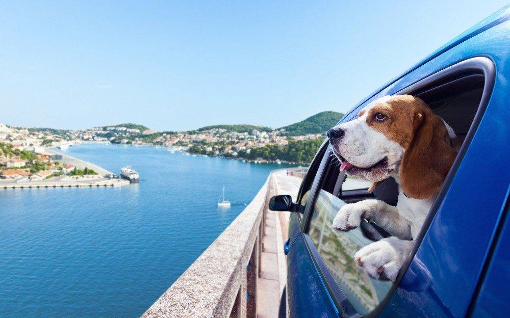 Куда поехать на машине по россии с собакой?
