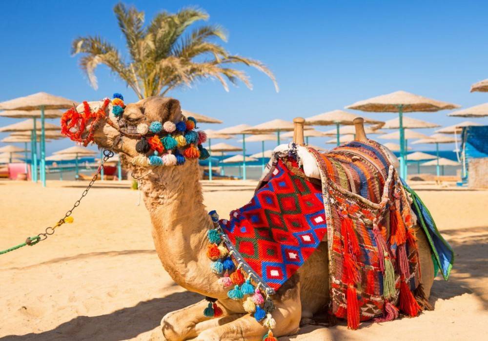 Есть ли коронавирус в египте? стоит ли ехать в страну туристам?